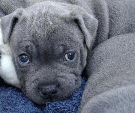 Staffordshire Bull Terrier for sale by ASTROBLUES