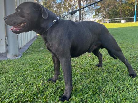 Staffordshire Bull Terrier for sale by ASTROBLUES