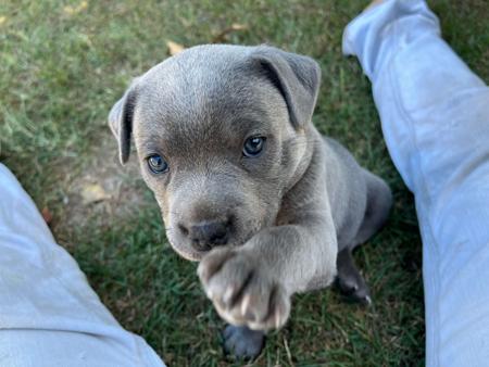 Staffordshire Bull Terrier for sale by ASTROBLUES