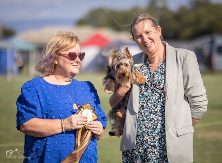 Dazzlnsilk Once U Go Black (AI) Australian Silky Terrier