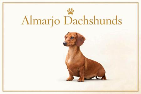 Dachshund (Miniature Smooth Haired) puppy for sale by ALMARJO