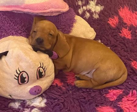 Dachshund (Miniature Smooth Haired) puppy for sale by ALMARJO