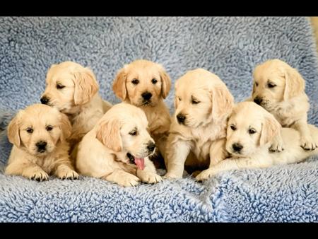Golden Retriever puppy for sale by GOLDENWISH