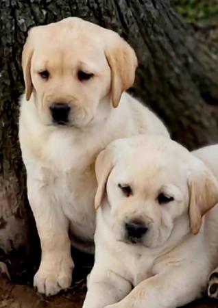 Labrador Retriever puppy for sale by LABBUCHI