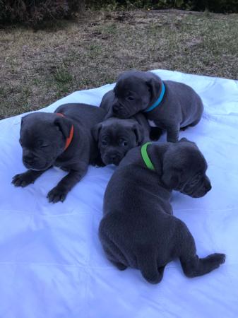 Staffordshire Bull Terrier for sale by STATIONBLUE