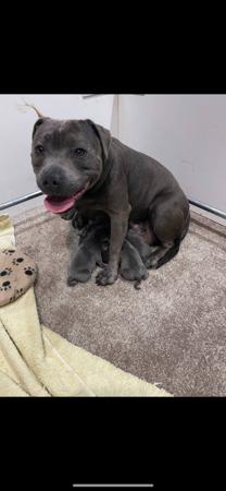 Staffordshire Bull Terrier for sale by STATIONBLUE