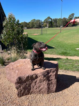 Staffordshire Bull Terrier for sale by STATIONBLUE