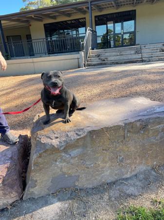 Staffordshire Bull Terrier for sale by STATIONBLUE