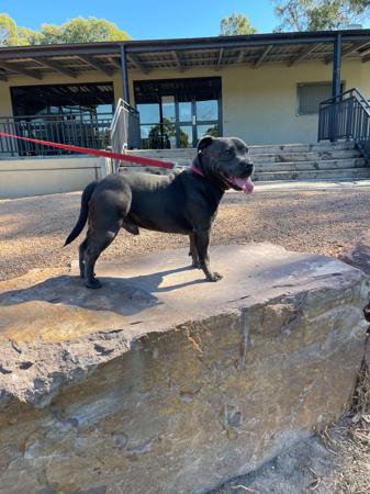 Staffordshire Bull Terrier for sale by STATIONBLUE