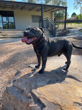 Staffordshire Bull Terrier for sale by STATIONBLUE