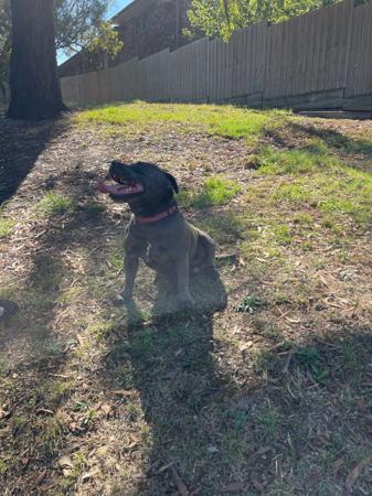 Staffordshire Bull Terrier for sale by STATIONBLUE