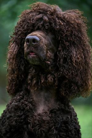 Irish Water Spaniel for sale by DAVEKILL
