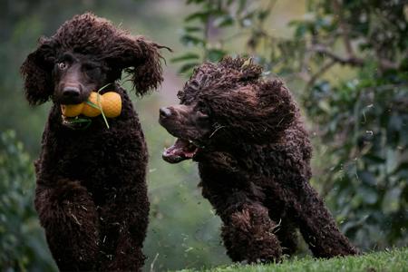 Irish Water Spaniel for sale by BUNYARRA