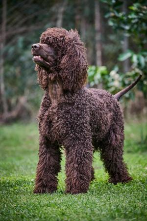 Irish Water Spaniel for sale by BUNYARRA