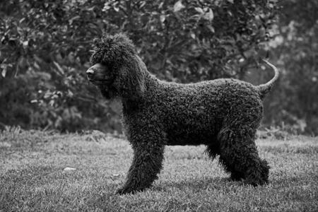 Irish Water Spaniel for sale by BUNYARRA