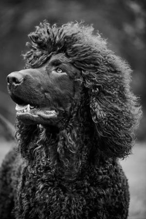 Irish Water Spaniel for sale by BUNYARRA
