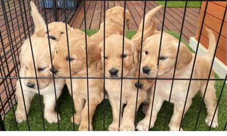 Golden Retriever for sale by JOURNYWITHME