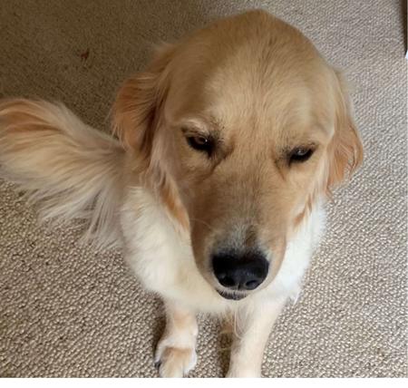 Golden Retriever for sale by JOURNYWITHME