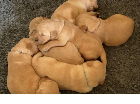 Golden Retriever for sale by JOURNYWITHME