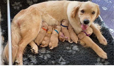 Golden Retriever for sale by JOURNYWITHME