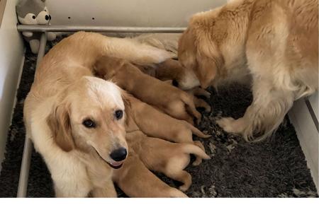 Golden Retriever for sale by JOURNYWITHME