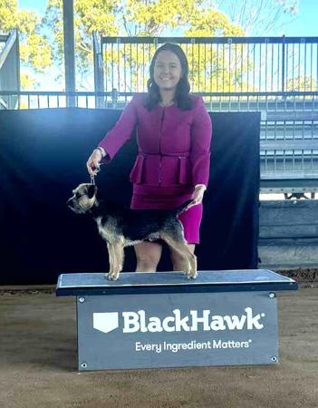 Border Terrier for sale by GERSHOPOIN