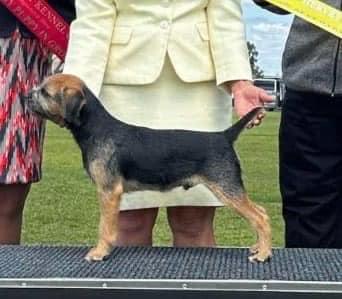 Border Terrier for sale by GERSHOPOIN