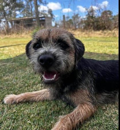 Border Terrier for sale by GERSHOPOIN