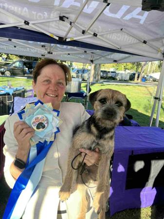 Border Terrier for sale by GERSHOPOIN