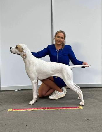 Pointer for sale by TYPHOONE