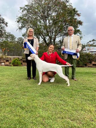 Pointer for sale by TYPHOONE