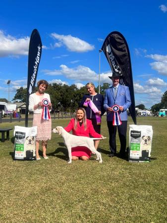 Pointer for sale by TYPHOONE