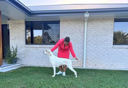 Pointer for sale by TYPHOONE